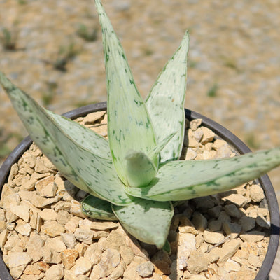 Aloe' Snow Drift'