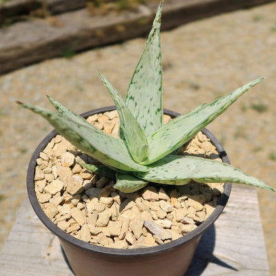 Aloe' Snow Drift'