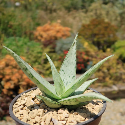 Aloe' Snow Drift'