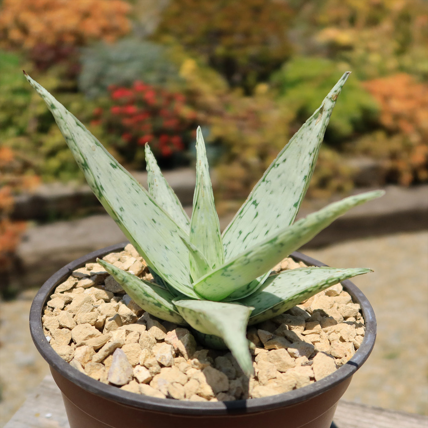 pale green aloe vera plant Shop For Aloe 'Snow Drift' | Unique Succulent