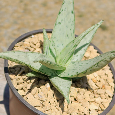 Aloe' Snow Drift'