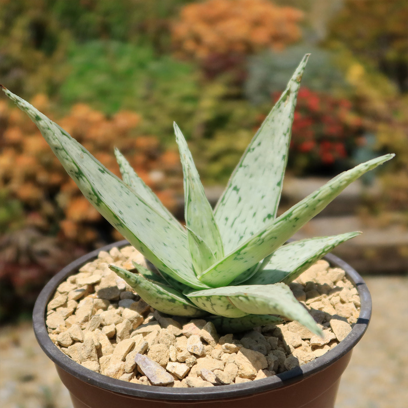 Aloe' Snow Drift'