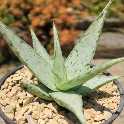 Aloe' Snow Drift'