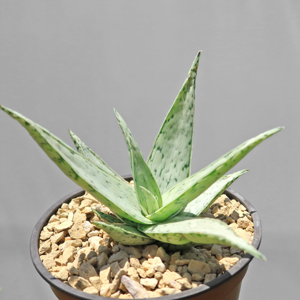 Aloe&