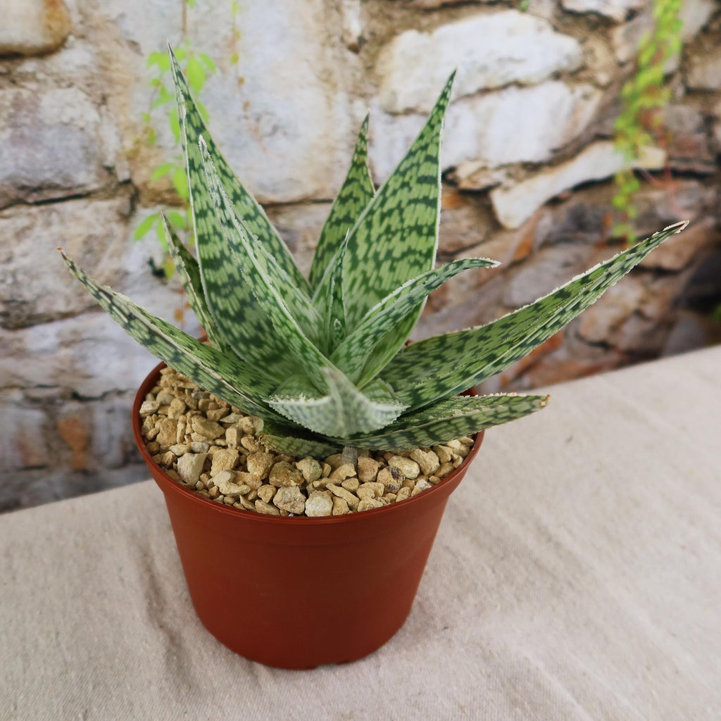 Aloe ‘Delta Lights’