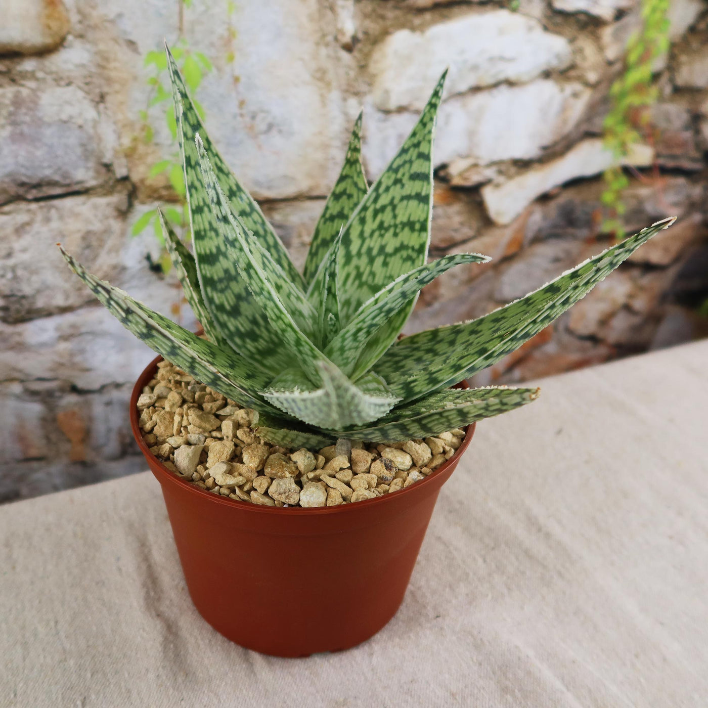 kaktus aloe Aloe ‘Delta Lights’
