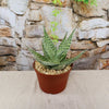 Aloe ‘Delta Lights’