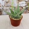 Aloe ‘Delta Lights’