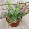 Aloe ‘Delta Lights’