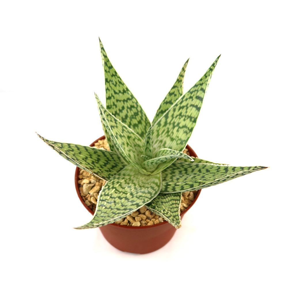 Aloe ‘Delta Lights’