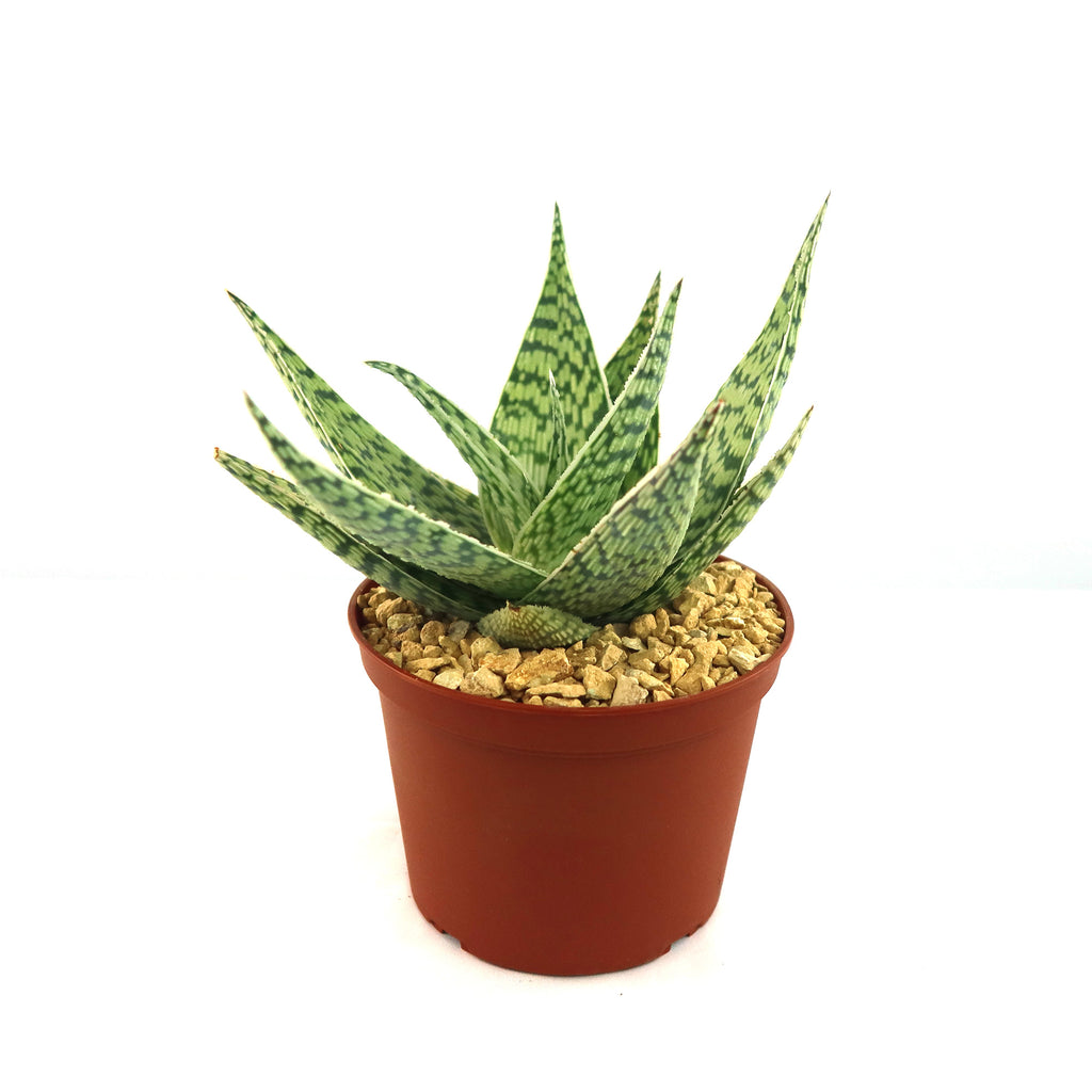 Aloe ‘Delta Lights’