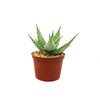 Aloe ‘Delta Lights’