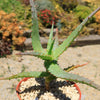 Aloe arborescens medicinal cactus