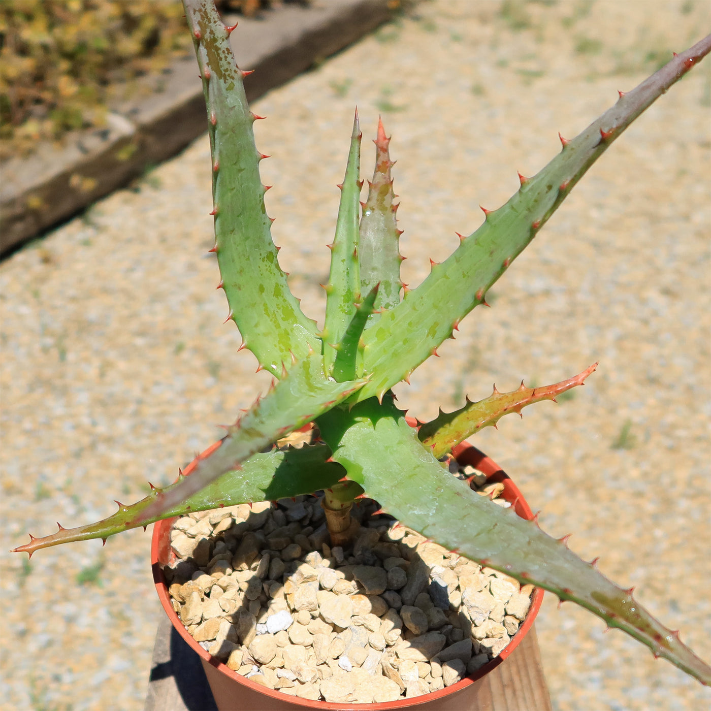 Aloe Arborescens, Krantz Aloe, Candelabra Aloe Closeup In The Western Cape South Africa This Is A Flowering Perennial Succulent And Drought Resistant Image405787411 - Foto 4