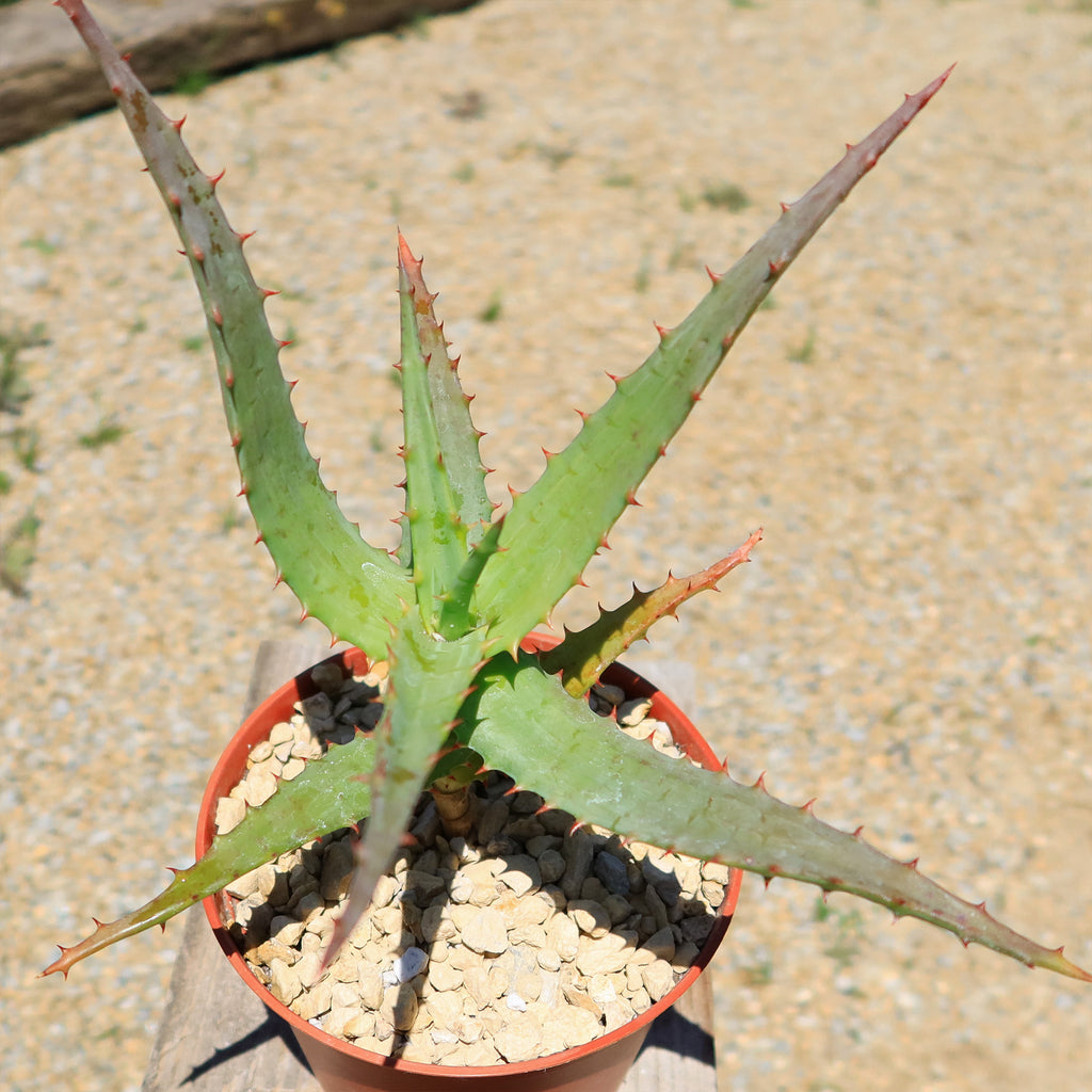 Aloe arborescens medicinal cactus