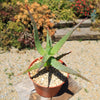 Aloe arborescens medicinal cactus