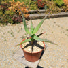 Aloe arborescens medicinal cactus