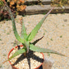 Aloe arborescens medicinal cactus