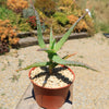 Aloe arborescens medicinal cactus