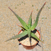 Aloe arborescens medicinal cactus