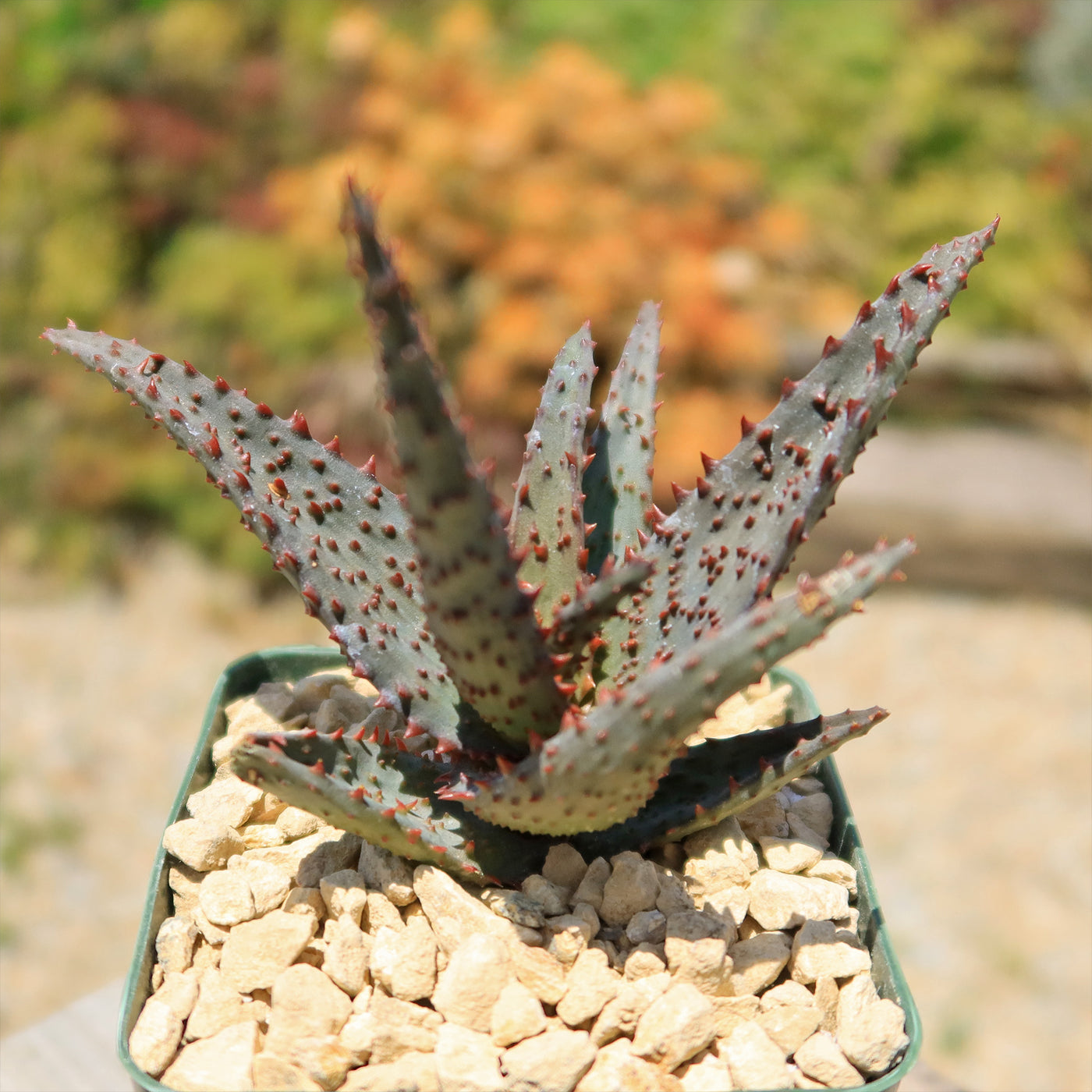 Aloe castilloniae hybrid ‘Blue’