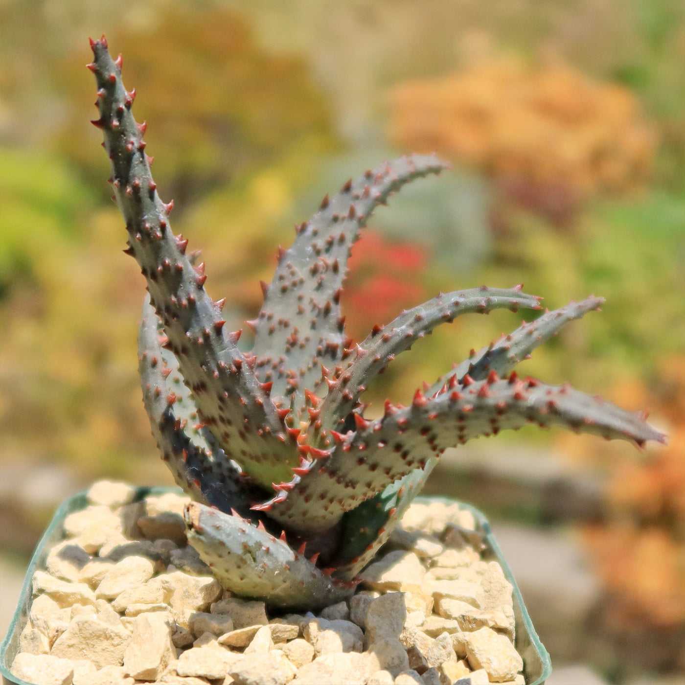 Aloe castilloniae hybrid ‘Blue’