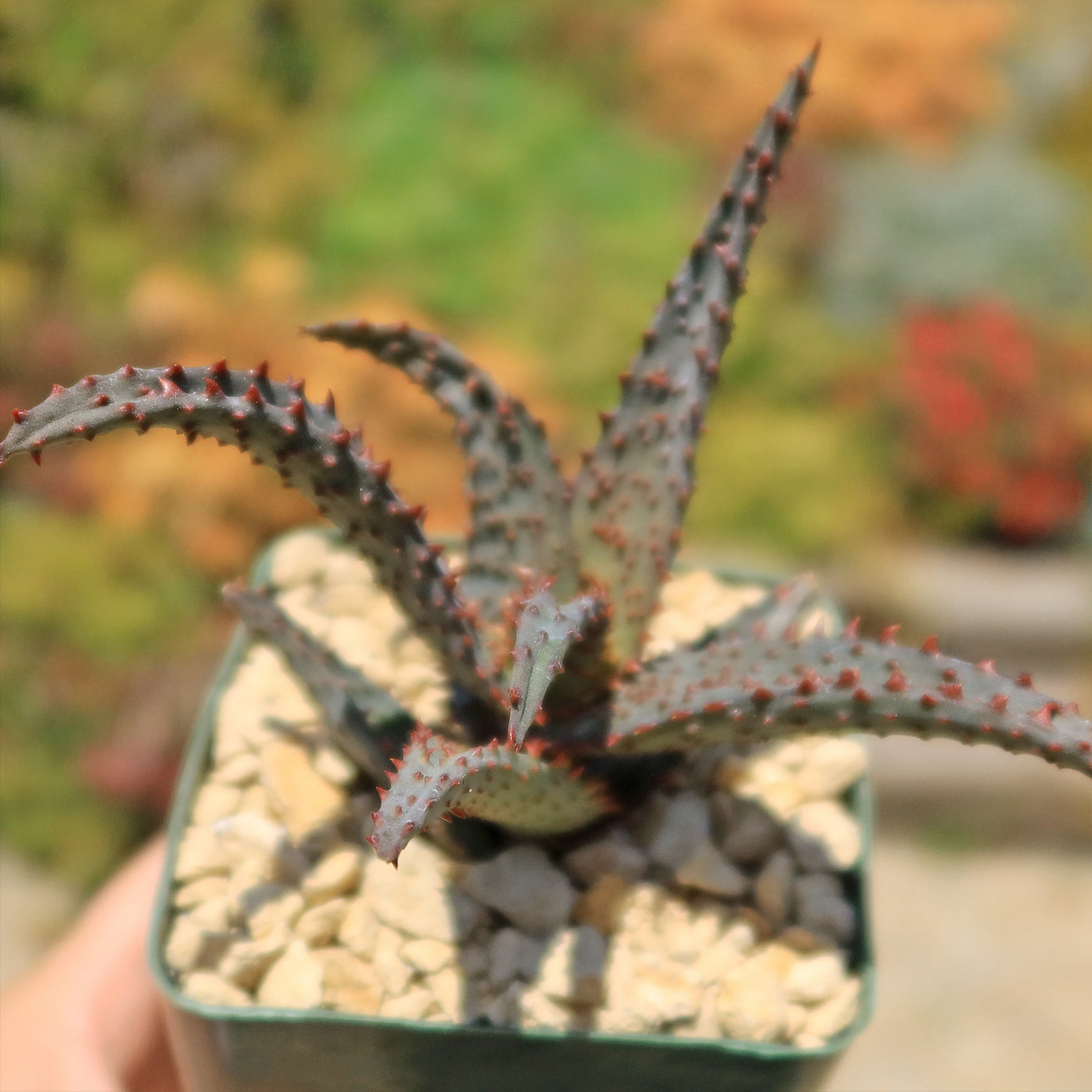 Aloe castilloniae hybrid ‘Blue’