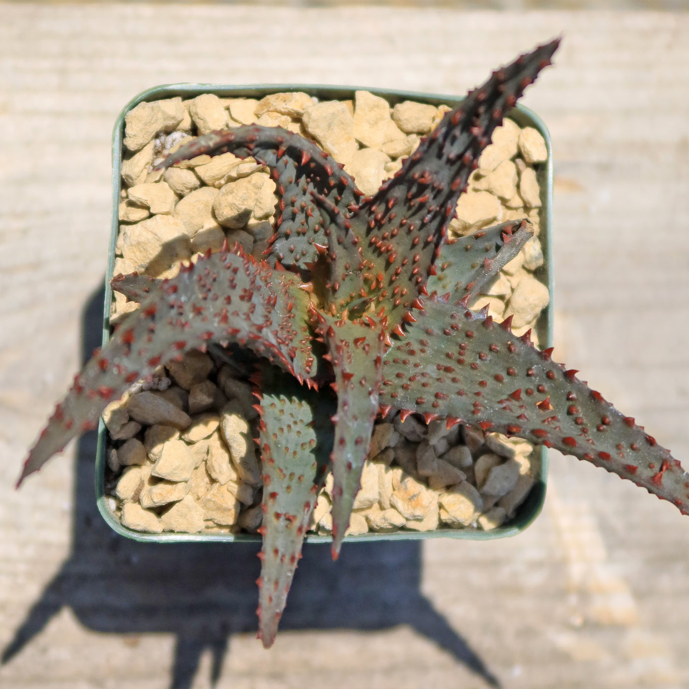 Aloe castilloniae hybrid ‘Blue’