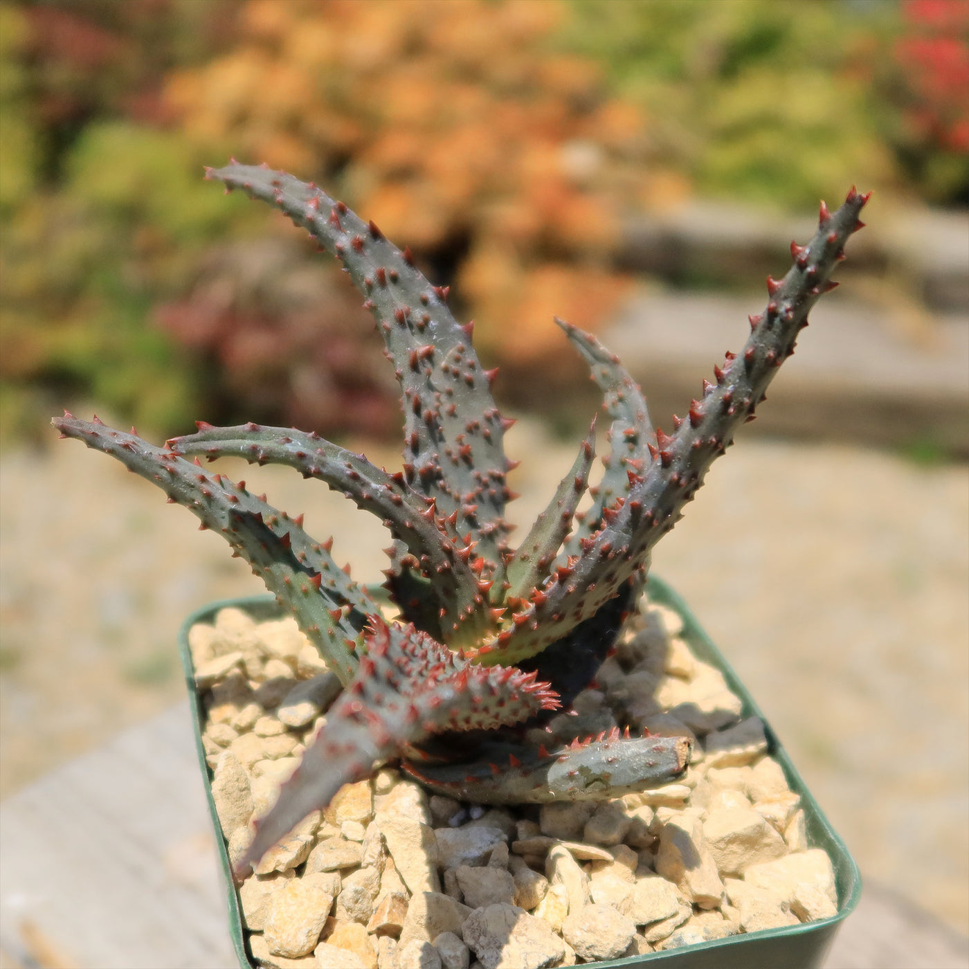 Aloe castilloniae hybrid ‘Blue’