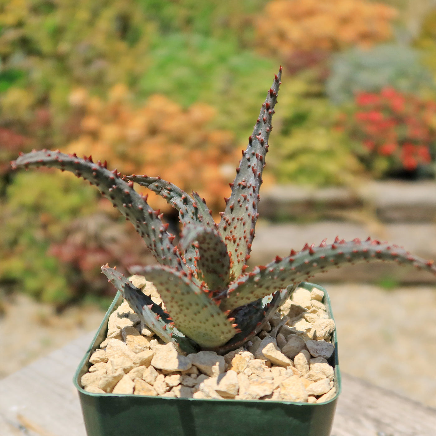 blue aloe vera plant Aloe castilloniae hybrid ‘Blue’