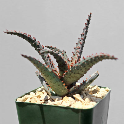 Aloe castilloniae hybrid ‘Blue’