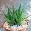 Climbing Aloe – Aloe ciliaris