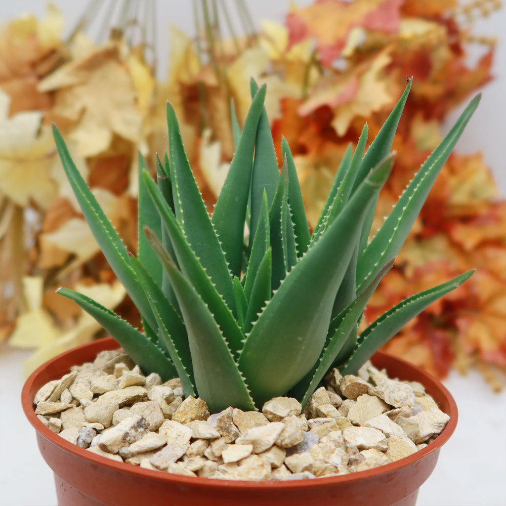 Climbing Aloe – Aloe ciliaris