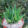 Climbing Aloe – Aloe ciliaris