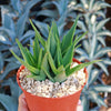 Climbing Aloe – Aloe ciliaris