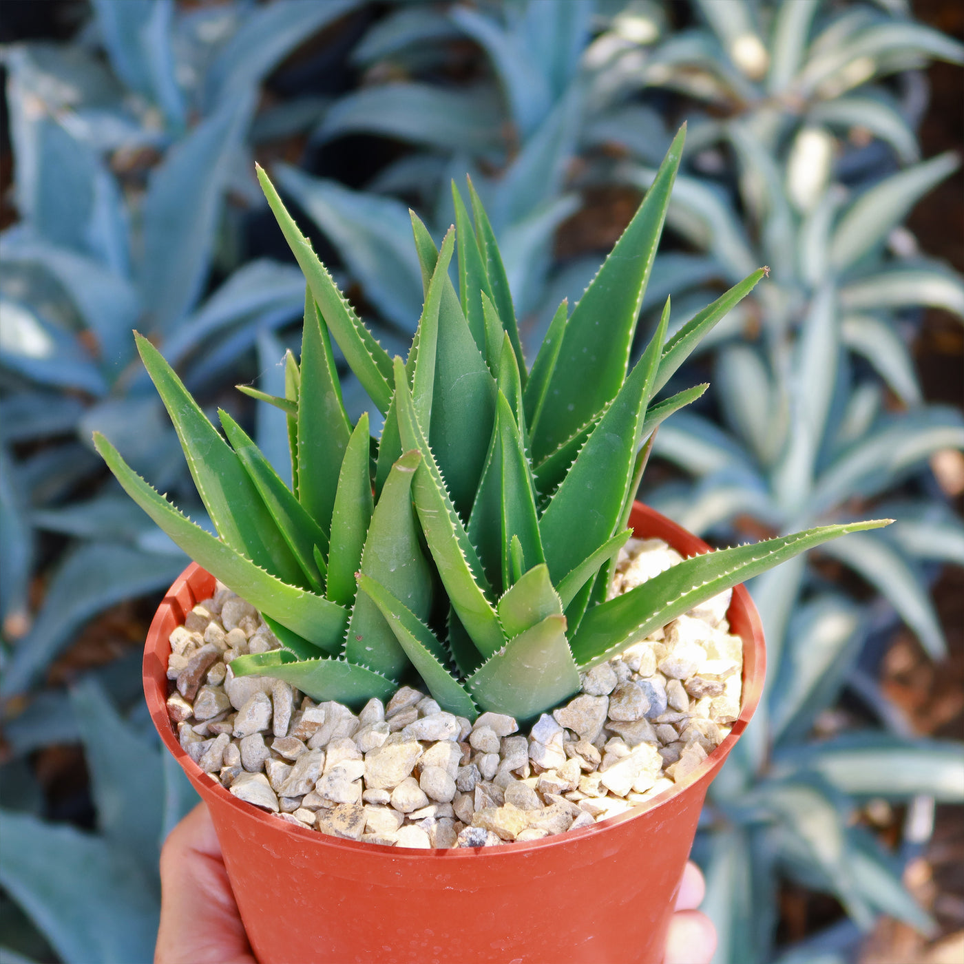 house plant that looks like aloe Shop 'Climbing Aloe – Aloe ciliaris' Care and Growing Guide