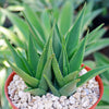 Climbing Aloe – Aloe ciliaris