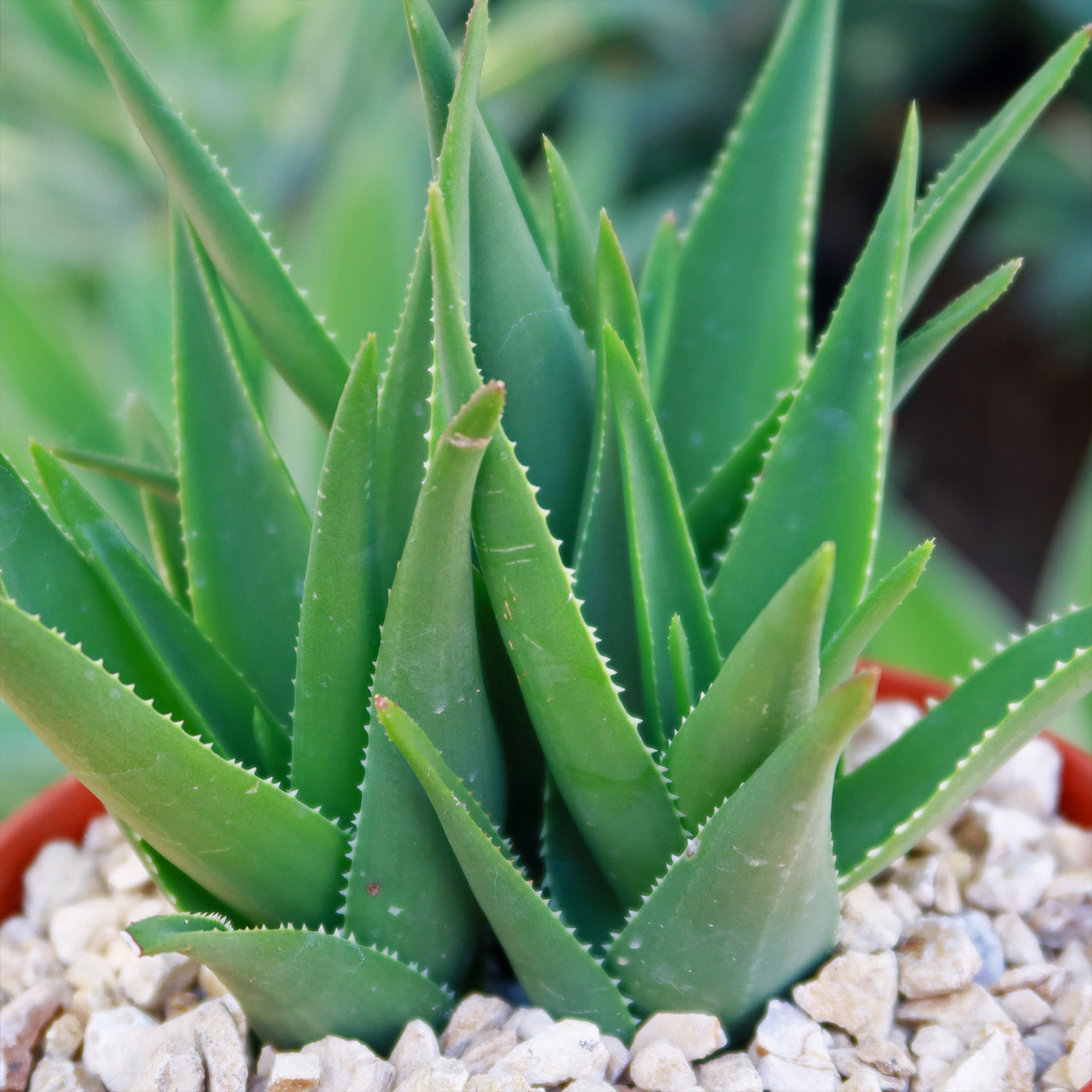 climbing aloe vera plant Shop 'Climbing Aloe – Aloe ciliaris' Care and Growing Guide