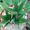 Climbing Aloe – Aloe ciliaris