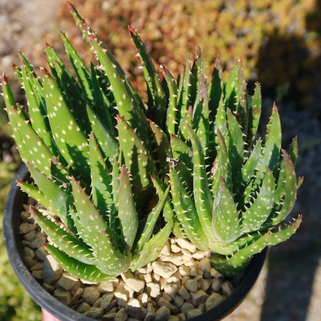 Aloe crosbys prolific