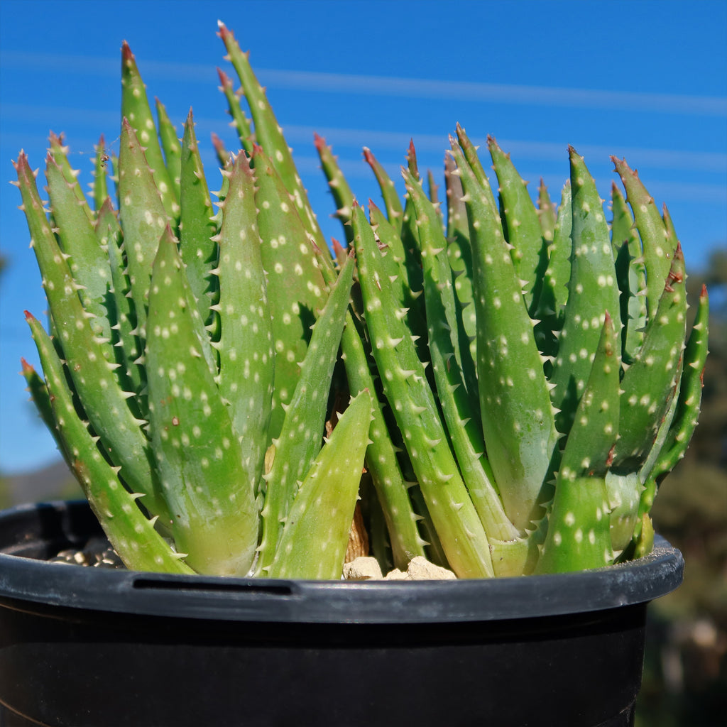 Aloe crosbys prolific
