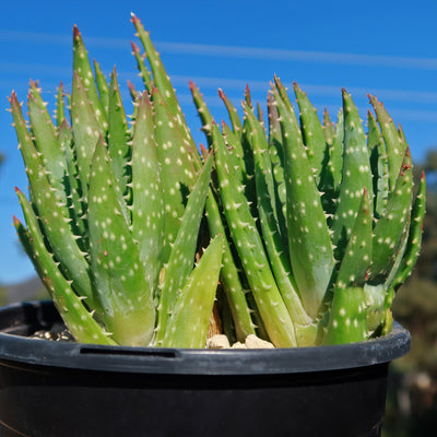 prolific succulents Aloe crosbys prolific – Planet Desert