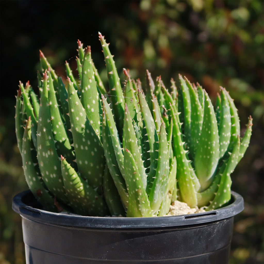 Aloe crosbys prolific