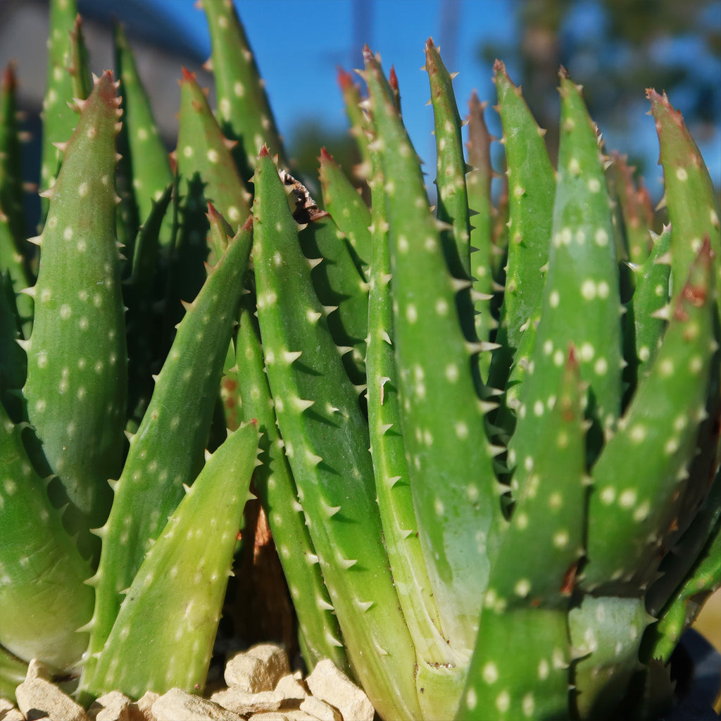Aloe crosbys prolific