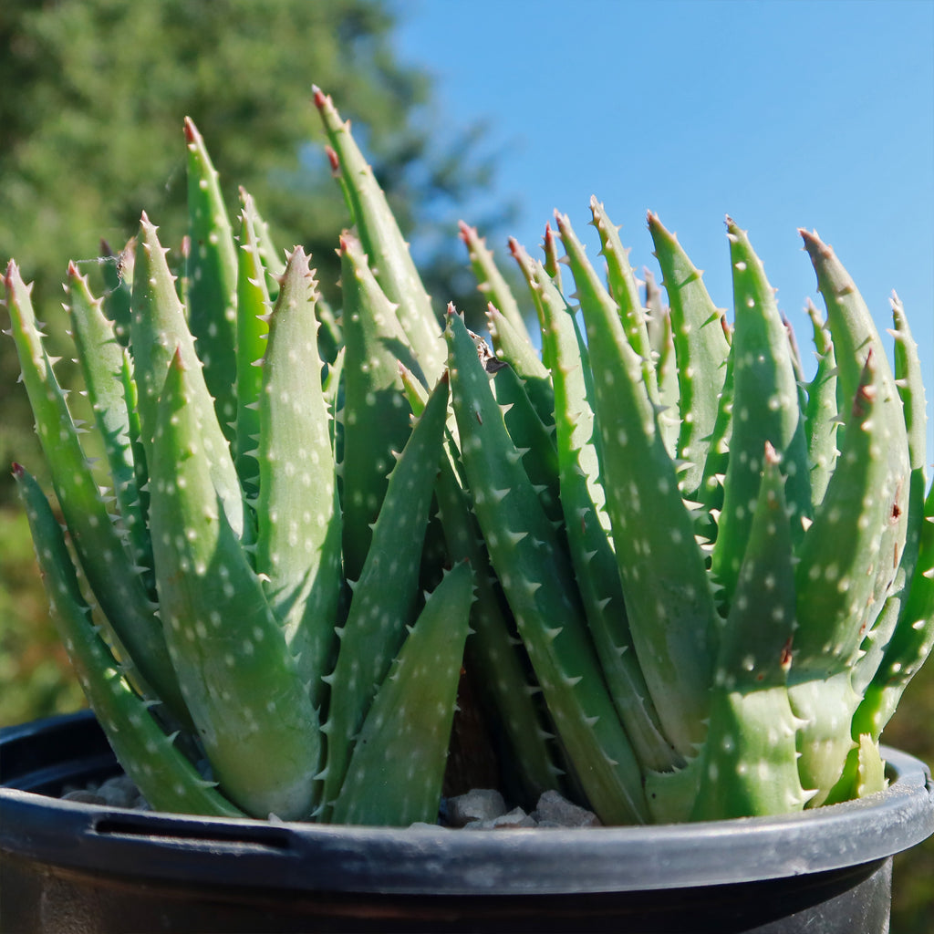 Aloe crosbys prolific