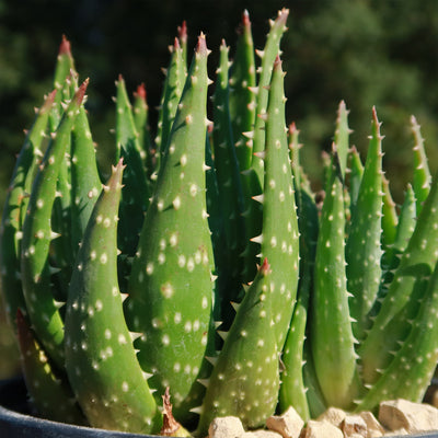 Aloe crosbys prolific