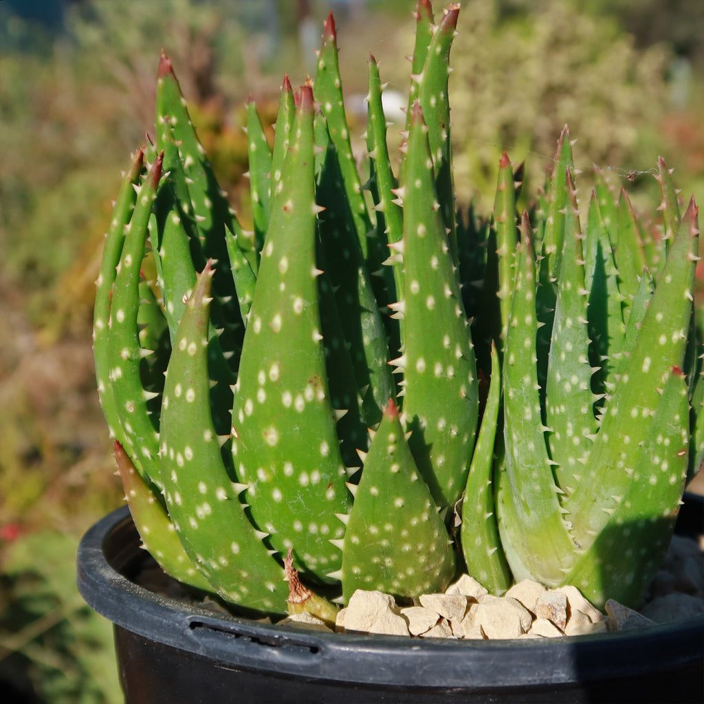 Aloe crosbys prolific