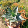 Aloe deltoideodanta Sparkler