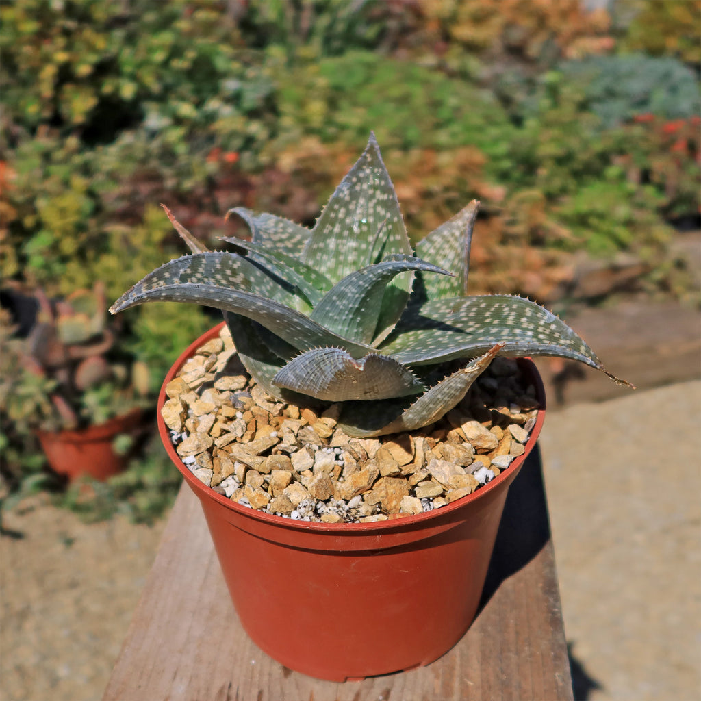 Aloe deltoideodanta Sparkler