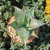 Aloe deltoideodanta Sparkler